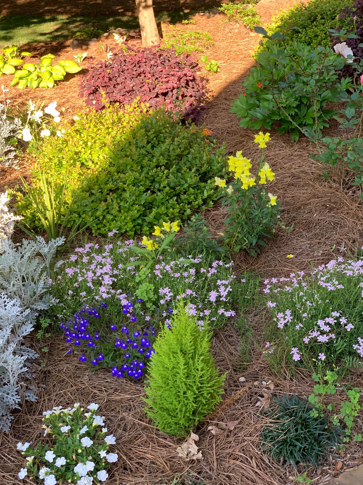 Vibrant Perennial Garden