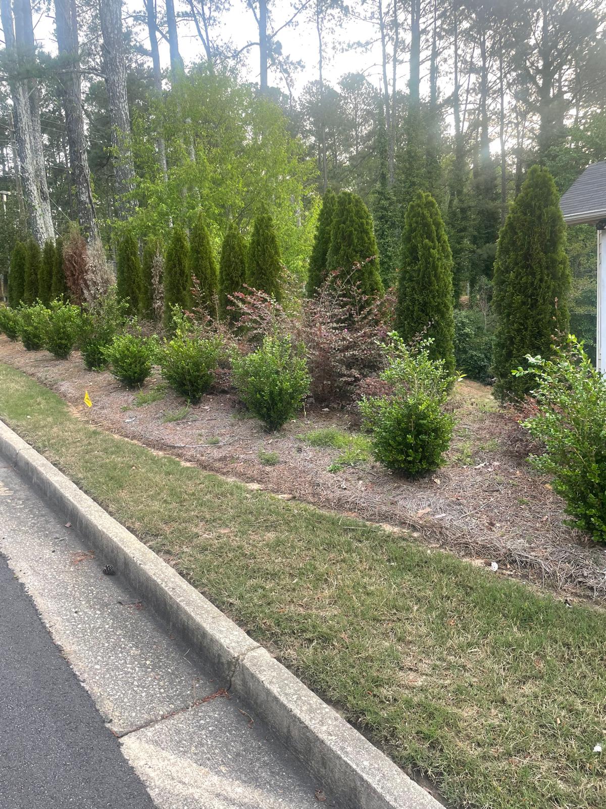 Privacy Screen with Evergreen Hedge